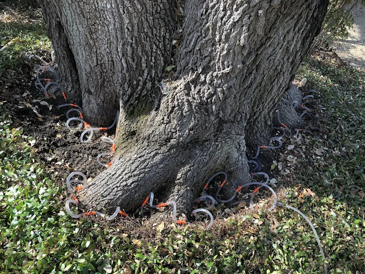 Detailed Tree Cabling and Bracing job site in Gray Hawk