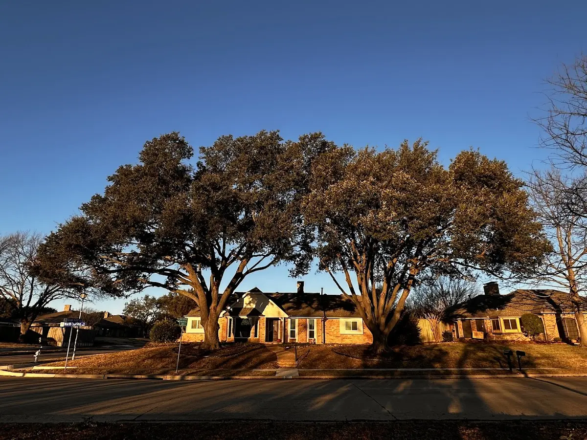 Established residential canopy tree shading a home in Gray Hawk
