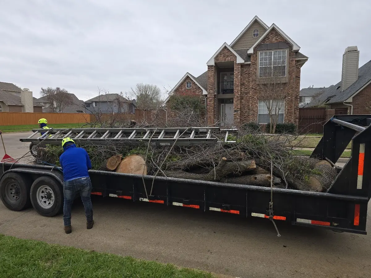 Expert Tree Removal with proper safety equipment in Gray Hawk